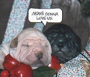 Close up - Two wrinkly Chinese Shar-Pei puppies are sleeping in a basket of vegetables. There is a word bubble with the words - Mom's Gonna Love Us. - in it.