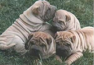 A pile of wrinkly Chinese Shar-Pei puppies are laying in a grassy yard.
