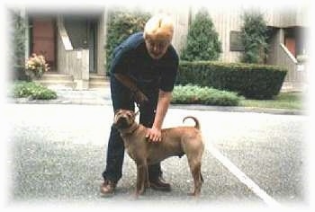 The left side of a brown Chinese Shar-Pei that is standing across a blacktop surface. Behind it a person is bending over a touching its side. The dog's tail is curled up over its back.