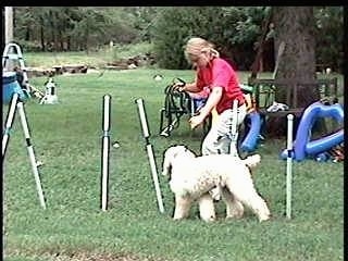 The left side of a white Standard Poodle dog weaving through obstacles on an agilty field. It is being led by a lady in a red shirt.