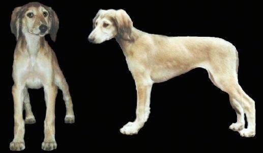 Two cut put images of a Saluki puppy that are composited onto a black layer. One is the front view of a Saluki and the other is of its left profile.