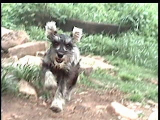 A Miniature Schnauzer is running up a hill. Its mouth is open and all four paws are off of the ground.