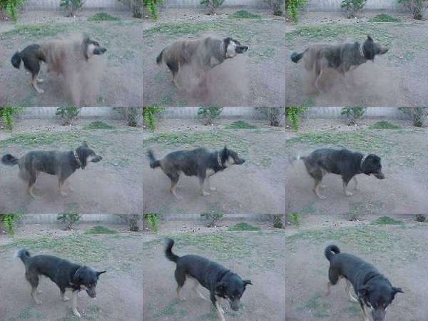 A compilation of images that show a dog shaking itself clean of dirt.