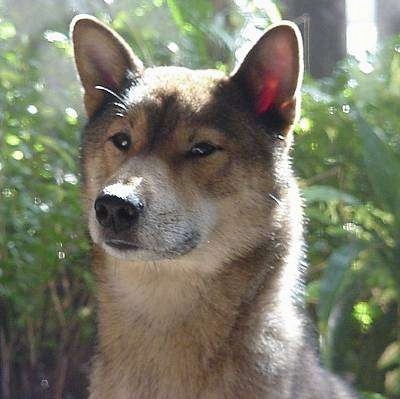 Close up head shot of a tan, black and white Shikoku dog with a short thick coat and small rounded perk ears.