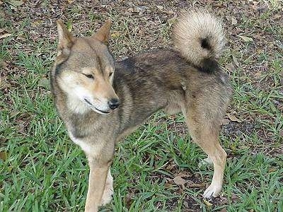 Side view - A tan with black and white Shikoku dog  standing in green and brown grass looking to the right.