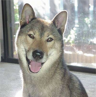 Close up head shot - A tan with black and white Shikoku is sitting on a carpet, it is looking forward, its mouth is open and it looks like it is smiling. There is a sliding glass door with the sun shining in behind it. It has small, rounded perk ears and friendly looking almond shaped brown eyes.