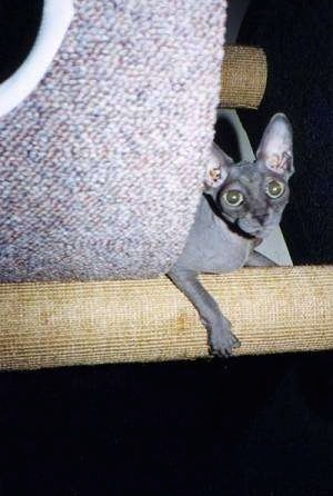 Storm the hairless Sphynx cat is laying on a scratching post