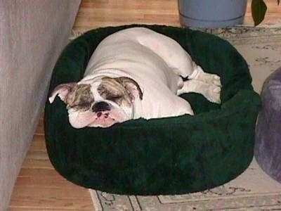 Spike the Bulldog is sleeping in a green dog bed with his big fat head flat across the side.