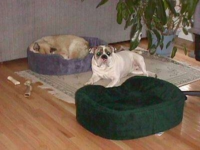 A tan with white dog is sleeping in a blue dog bed on top of a rug and laying next to him on top of the rug is Spike the Bulldog. There is an empty green dog bed in front of him.