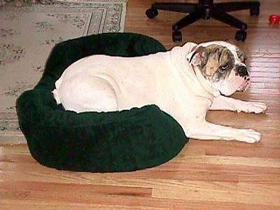 The right side of Spike the Bulldog who is laying across a green dog bed and he is looking to the right.
