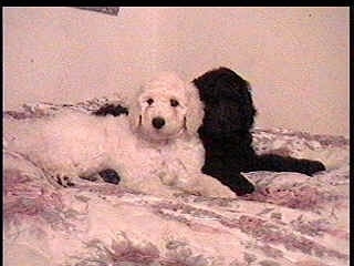 A white Standard Poodle dog laying against a black Standard Poodle and they are laying across a human's bed. They both are looking forward.