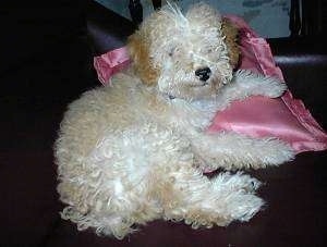 The back right side of a tan with white Toy Poodle dog laying on a shiny pink pillow. The dog has a black nose and hair that covers up its eyes.