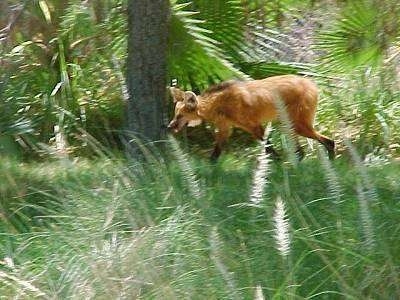 The left side of a Red Wolf trotting across grass. There is a tree behind it.