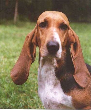 Close Up head shot of a Basset Artesian Normand