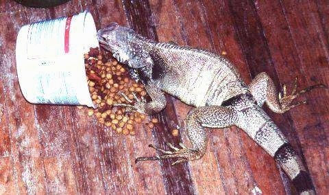 An iguana is standing on a hardwood floor overtop of a fallen bowl of dog food.