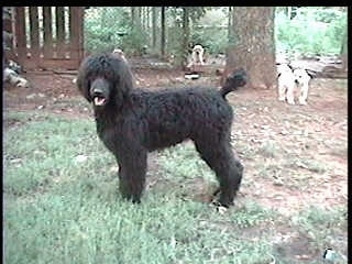 The left side of a black Standard Poodle dog standing in grass looking forward, its mouth is open and it looks like it is smiling.