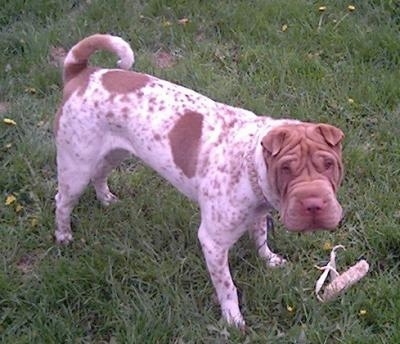 Shar pei best sale flowered coat