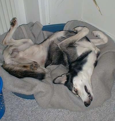 Alaskan Huskies Puppies