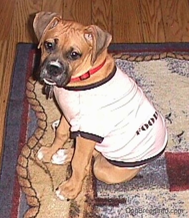 Allie the Boxer is sitting on a rug and wearing a pink cotton shirt wear the sleeves and neck holes are accented with black and looking to the side
