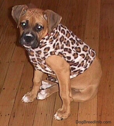 Allie the Boxer is sitting on a hardwood floor and wearing a leopard jacket