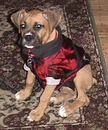 Allie the Boxer is sitting on a rug wearing a shiny maroon and black doggie hoodie and the hood is tucked in