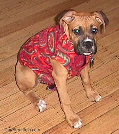 Allie the Boxer Puppy sitting on the hardwood floor wearing a red fleece coat