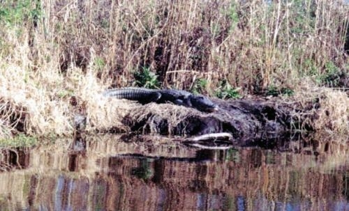 The front right side of an Alligator that is laying across a rock in front of a body of water with sedge behind it.