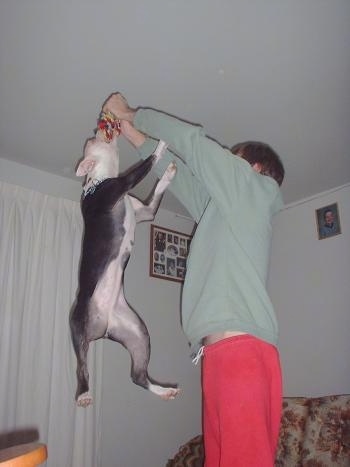 Maggie the Valley Bulldog is several feet off of the ground holding onto a toy that is in a person's hands in a house.