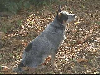 The right side of an Australian Cattle dog that is sitting in a field of leaves. It is looking up and to the right.
