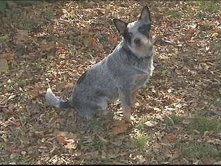 The right side of an Australian Cattle Dog that is sitting in leaves and it is looking forward.