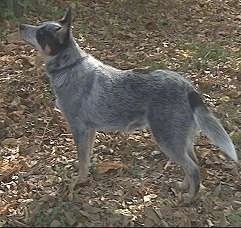 The left side of an Australian Cattle Dog that is standing across leaves and it is looking up