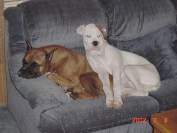 A brown Boxer is asleep on a couch and a white Boxer is laying on top of him