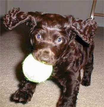  Images of Boykin Spaniel , Boykin Spaniel pictures to print, Picture of a Boykin Spaniel , Boykin Spaniel images, Boykin Spaniel image