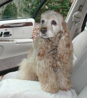 A tan American Cocker Spaniel is sitting inside a car, it is looking to the left and the door behind it is open.