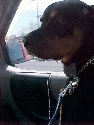 Maggie the Rottweiler is sitting in the passenger side of a vehicle and there is a line of clear drool from her lip to the car seat.