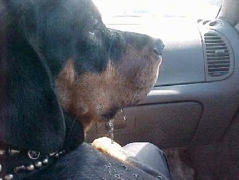 Close Up - Maggie the Rottweiler is sitting in the passenger side of a car. Maggis is drooling all over herself