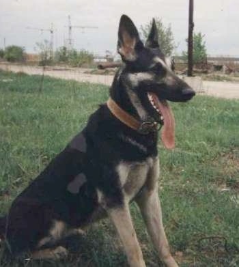 Del-La-Essi-Kys the black and tan East-European Shepherd is sitting in a field. Its mouth is open and its really long tongue is hanging out.