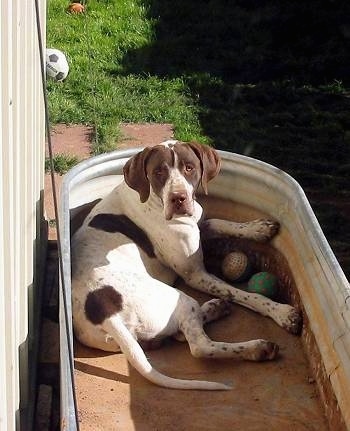 A white with brown Pointer dog is laying in an empty medal water tub that is next to a house looking forward. There are a couple of balls between its front legs.