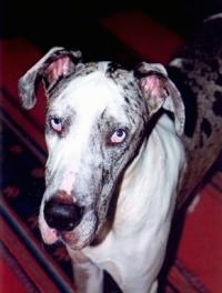 Close Up - A blue-eyed white and gray harlequin Great Dane is standing on a rug and is looking up