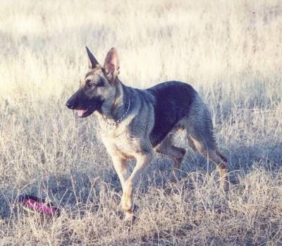 A black and tan German Shepherd is trotting across a field. There is a frisbee next to it