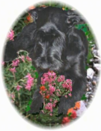 A black Giant Schnauzer is laying in and smelling a bunch of pink flowers.