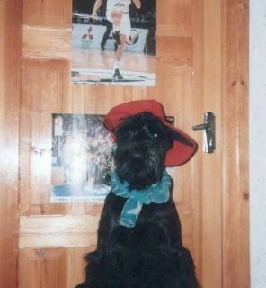 A black Giant Schnauzer is wearing a red hat and a green scarf sitting in front of a wooden door that has posters of athletes taped to it.