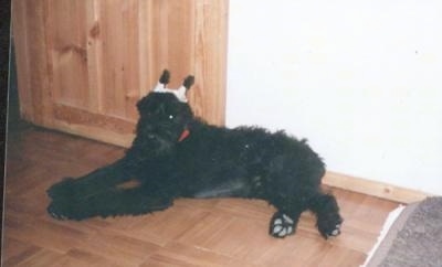 A black Giant Schnauzer is laying on a hardwood floor in front of a door and its ears are taped up