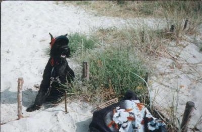 A black Giant Schnauzer is wearing a sunvisor and sitting in sand on a beach.
