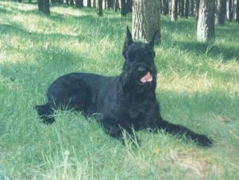 A black Giant Schnauzer is laying in a field with trees in the background. Its mouth is open and it is licking its nose