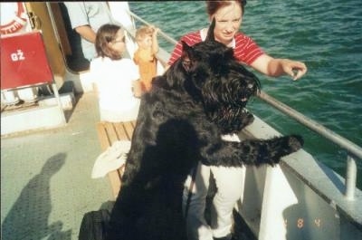 A black Giant Schnauzer is standing against the railing of a boat that is out on the water. There is a lady in a red striped shirt pointing. 