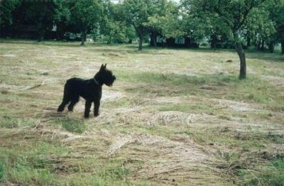 A black Giant Schnauzer is standing in a field of cut grass with trees and a house in the distance.