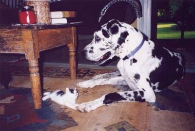 A black and white harlequin Great Dane is laying on a hardwood floor in front of a coffee table. Laying at one of its paws is a white with black kitten
