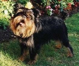 A small black and tan dog is standing in grass with a flower bed behind it. The dogs hair is longer around the head than it is on the body.