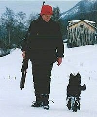 Ulv the Belgium Shepherd puppy running through the snow with its owner on a hunt